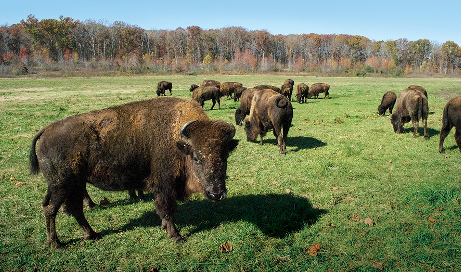 A herd of bison are grazing in a grassy field.