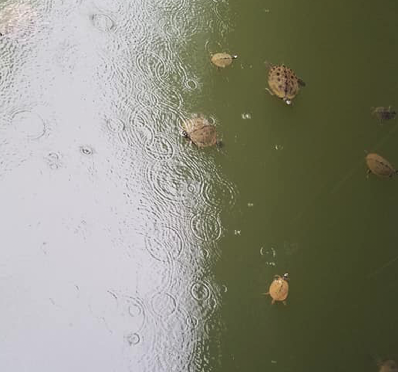 A group of turtles are swimming in a pond in the rain.
