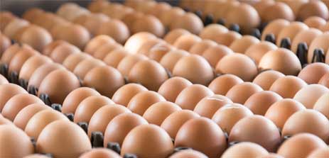 Wholesale Eggs - Dozens of Eggs in Olympia, WA