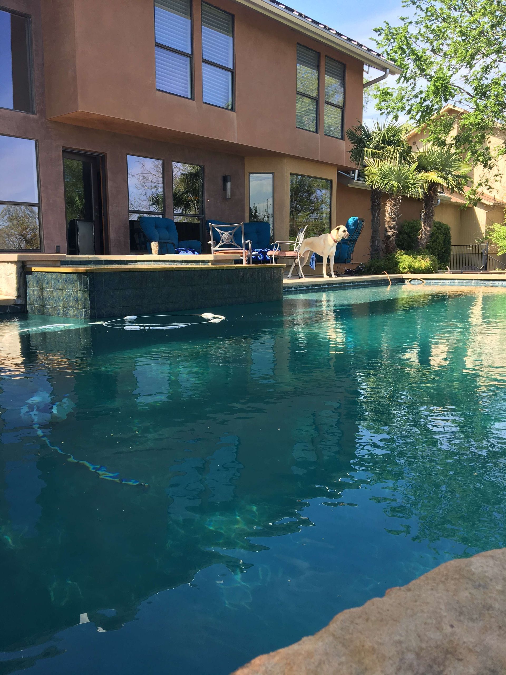 Backyard pool with dog near edge, two-story house in background, sunny day.