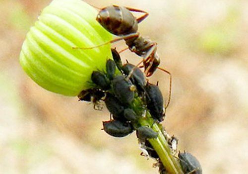 Degli insetti su uno stelo di un fiore