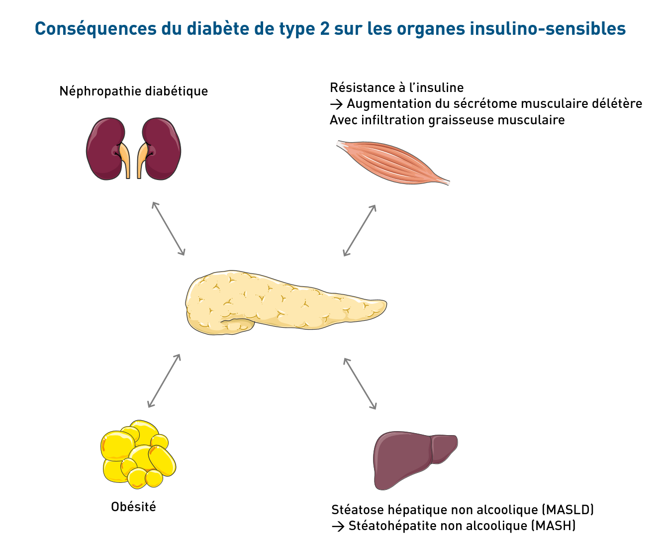 Communication inter-organes dans un contexte de diabète