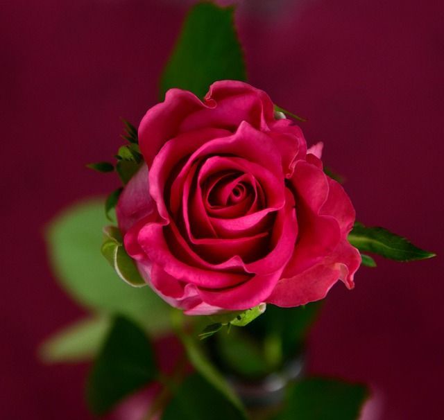 Close-up of a vibrant pink rose in full bloom, with green leaves against a deep red background.