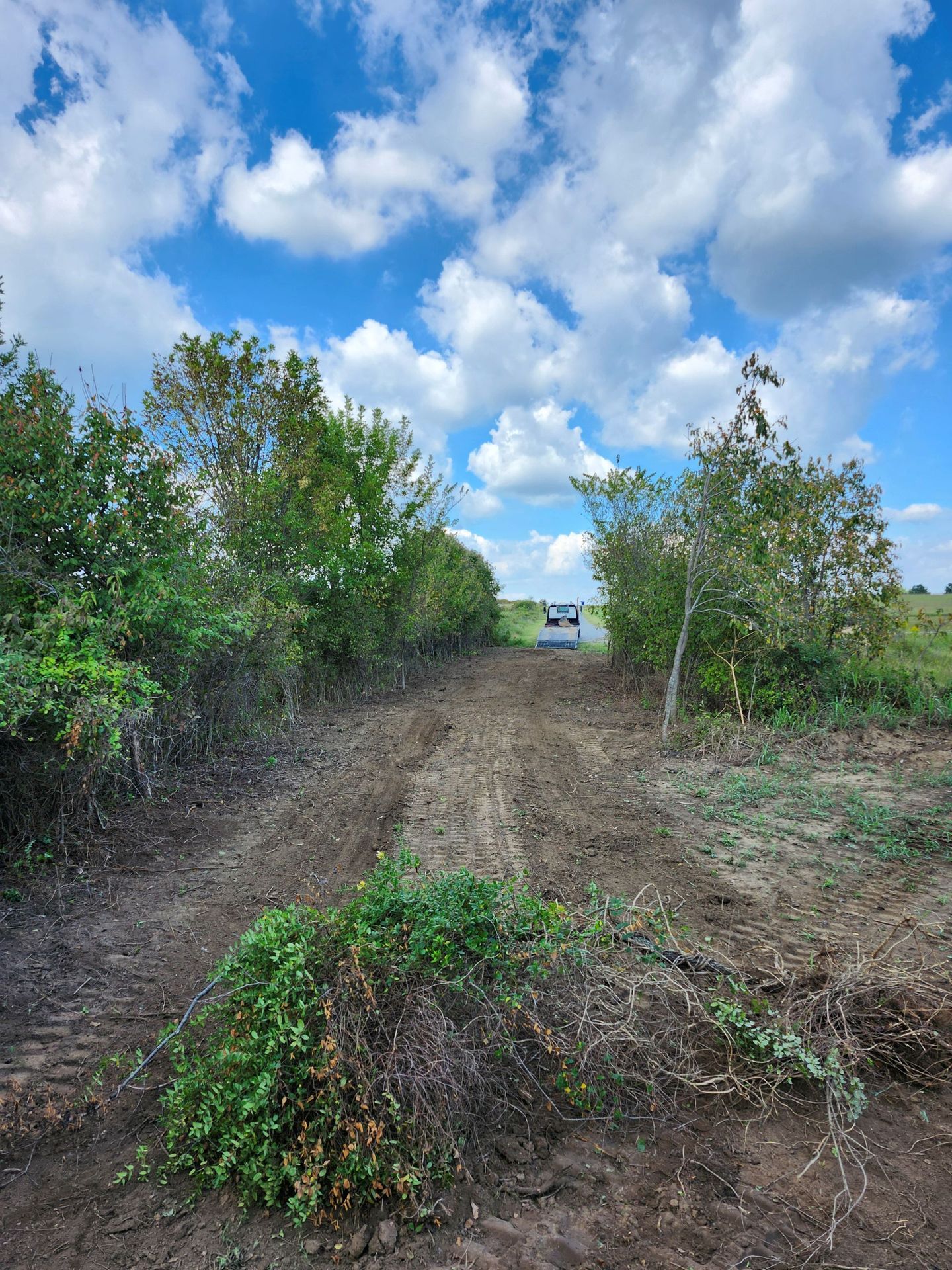 Dirt path lined with trees under a blue sky with clouds.