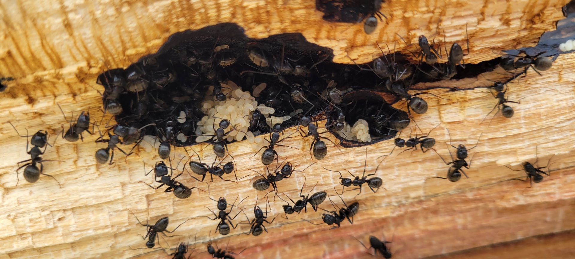 A bunch of ants are crawling on a piece of wood.