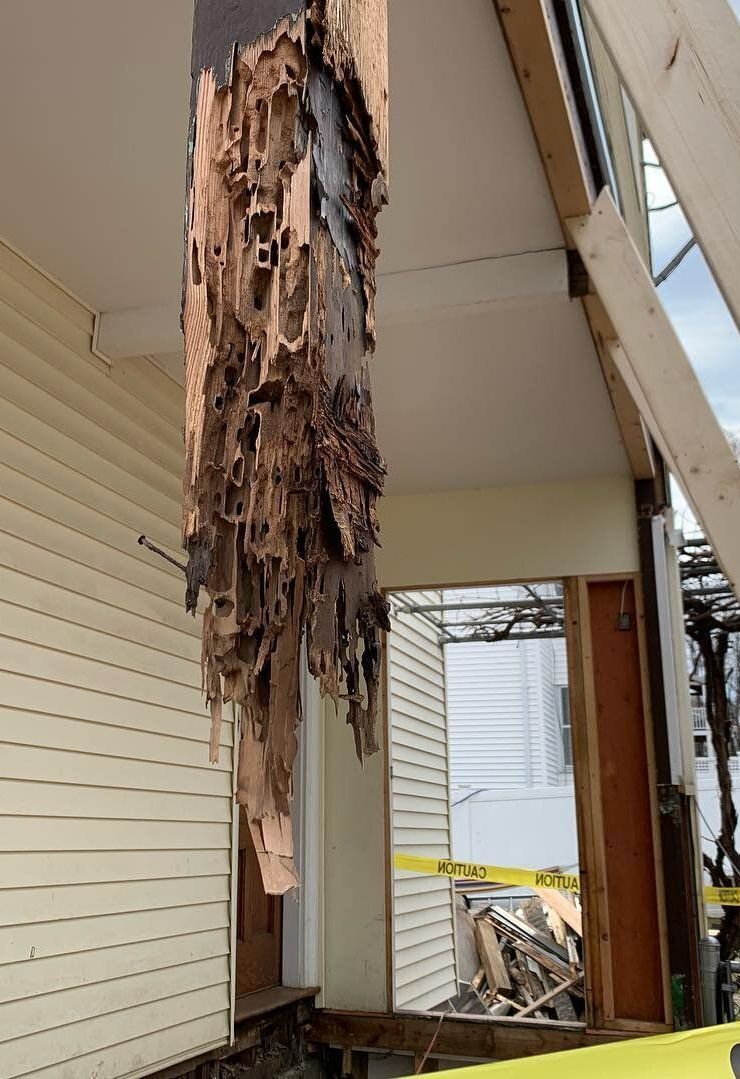 residential ant damage