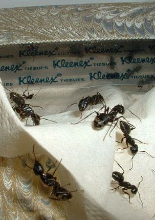 ant pest control services
