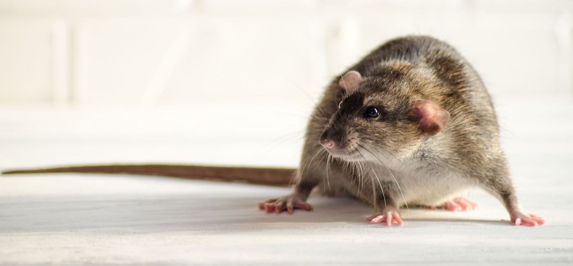 rodent pest control in Boston, MA
