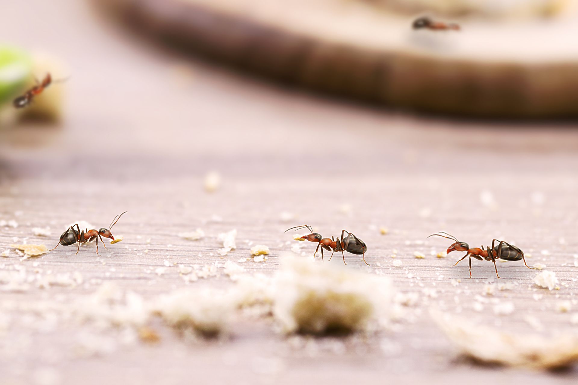 A group of ants are crawling on a wooden table.
