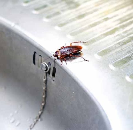 cockroach pests in home
