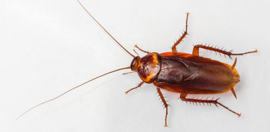 Cockroach pest control in Boston, MA