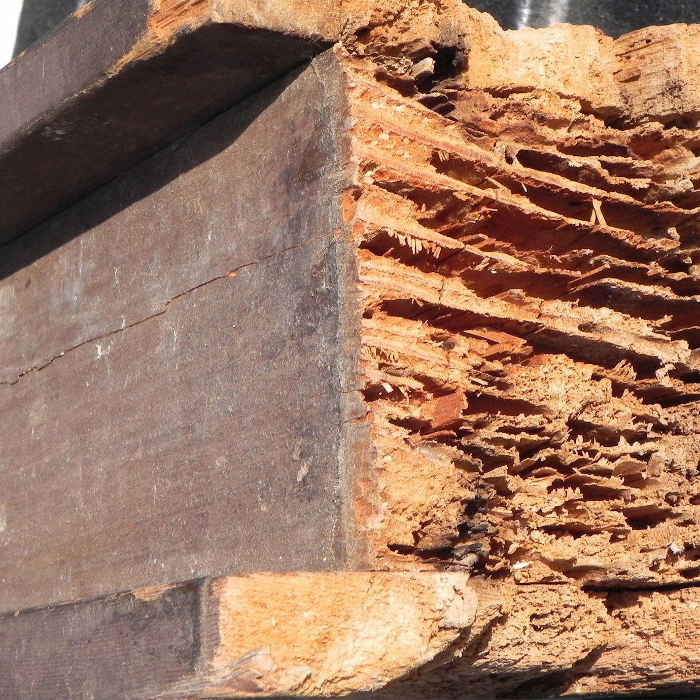 termite damage