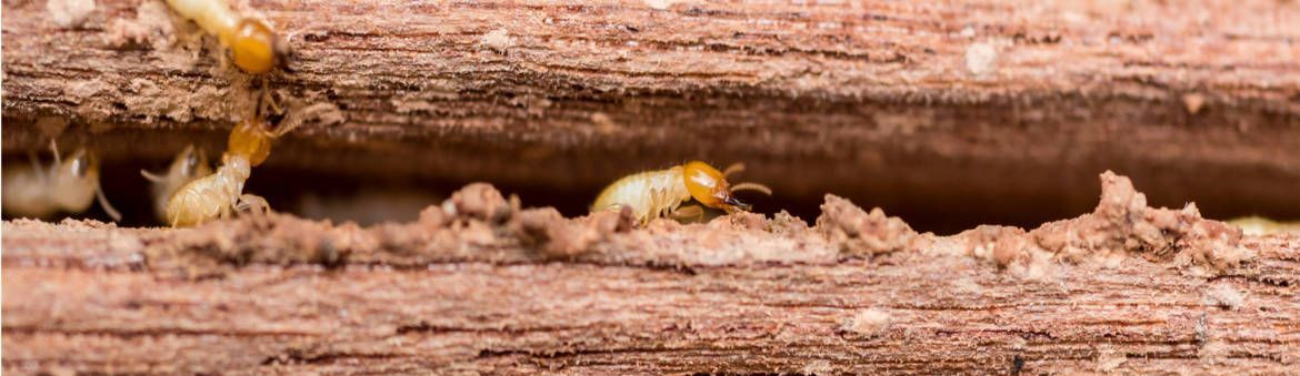 a group of termites are crawling on a piece of wood