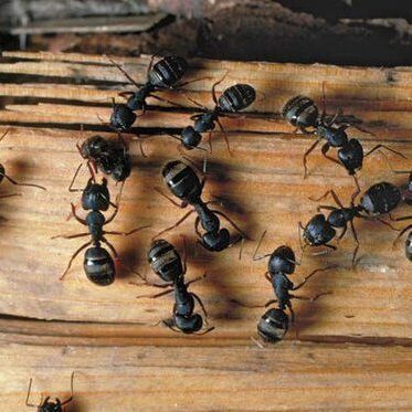 Carpenter ant infestation