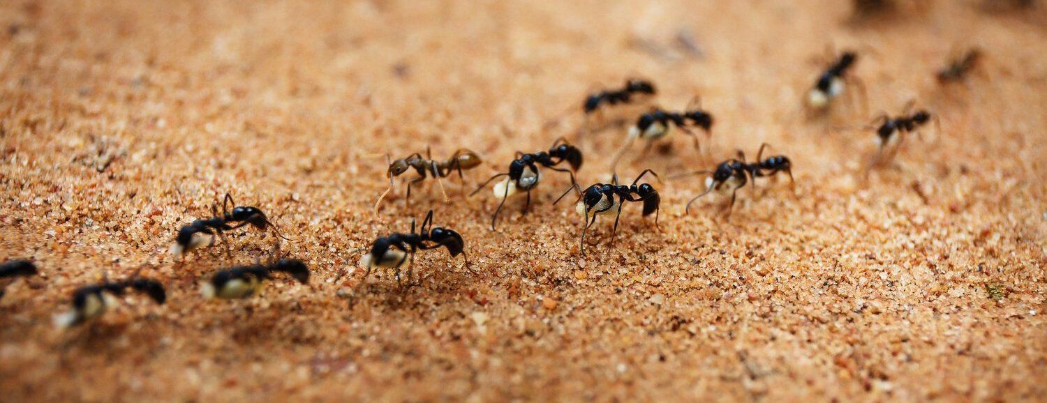 Ant pest control in Boston, MA