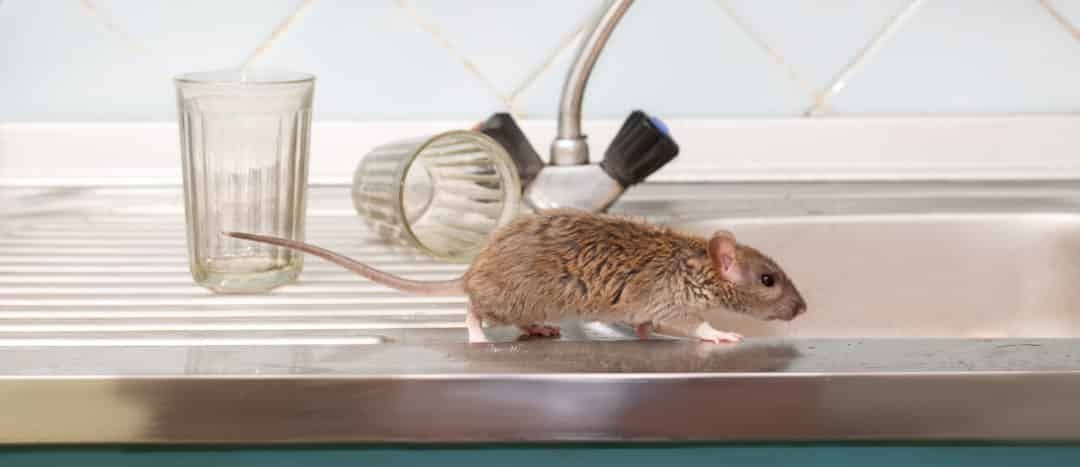 rodent pest control in Boston, MA