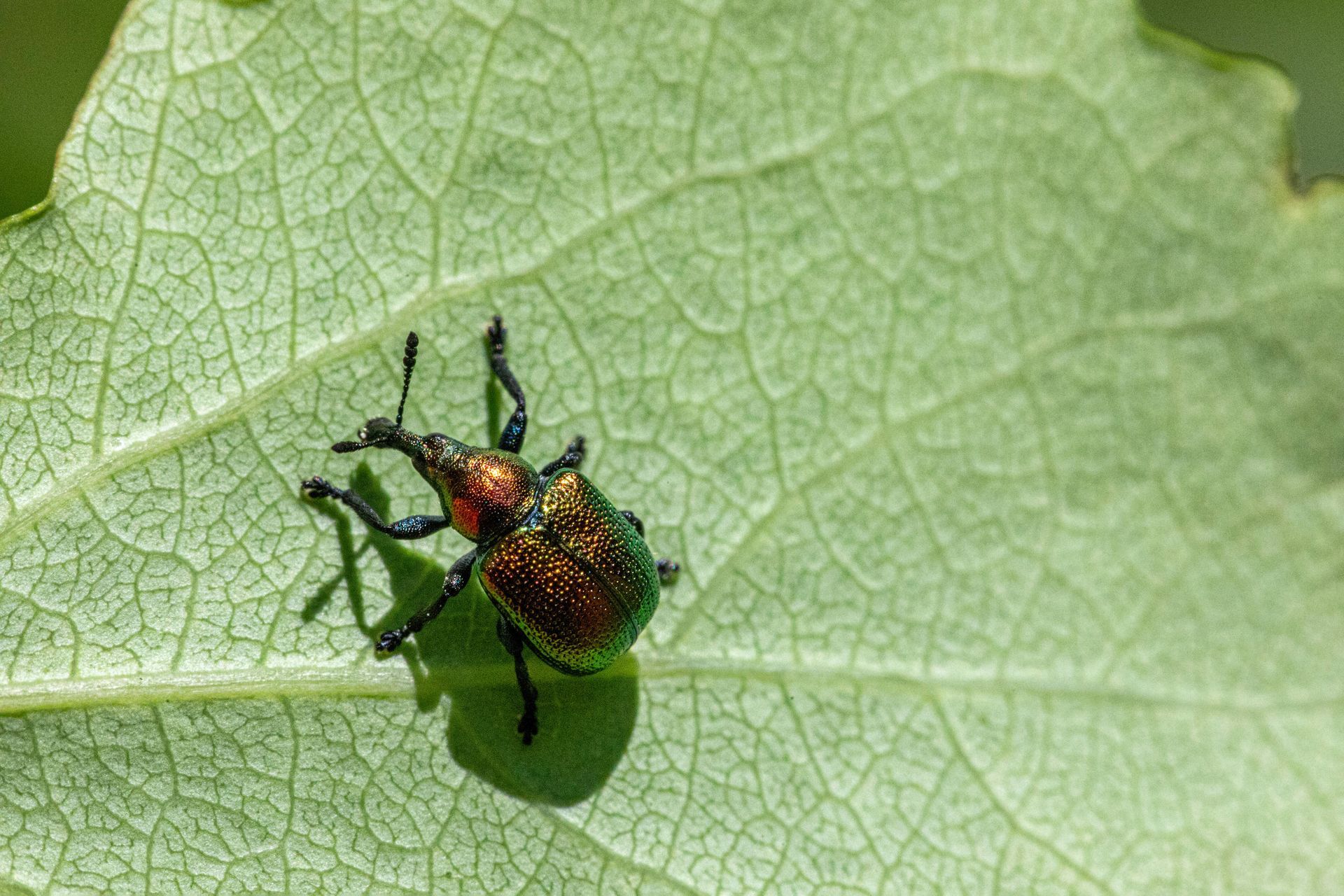 An insect on a green leaf.