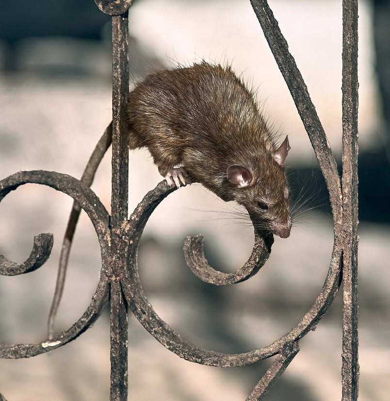 rats and mice in home