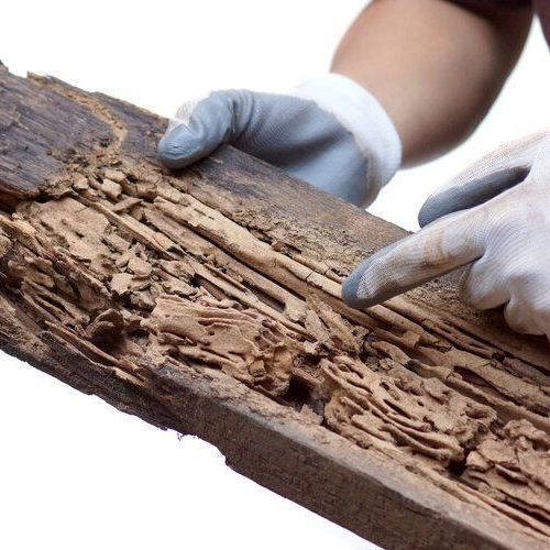 termite wood damage