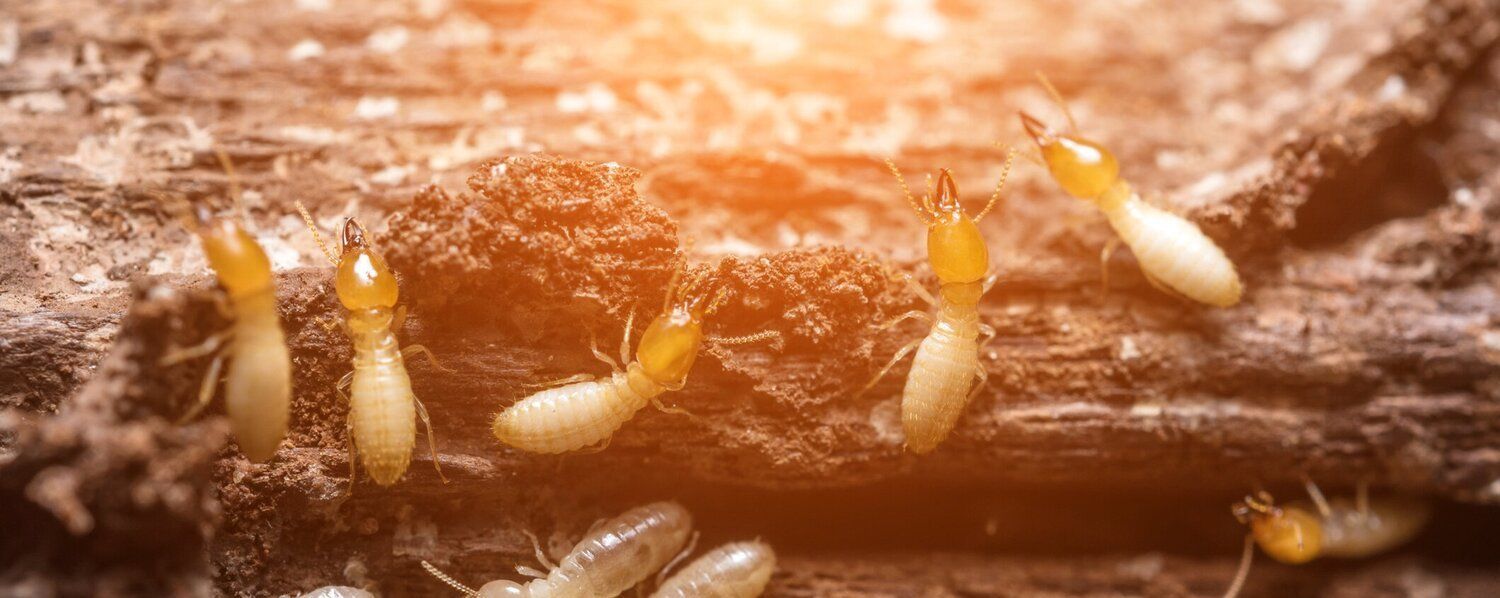 termite pest control in Boston, MA