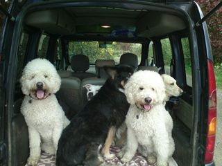 Groups of dogs sat in back of vehicle after their dog walk 