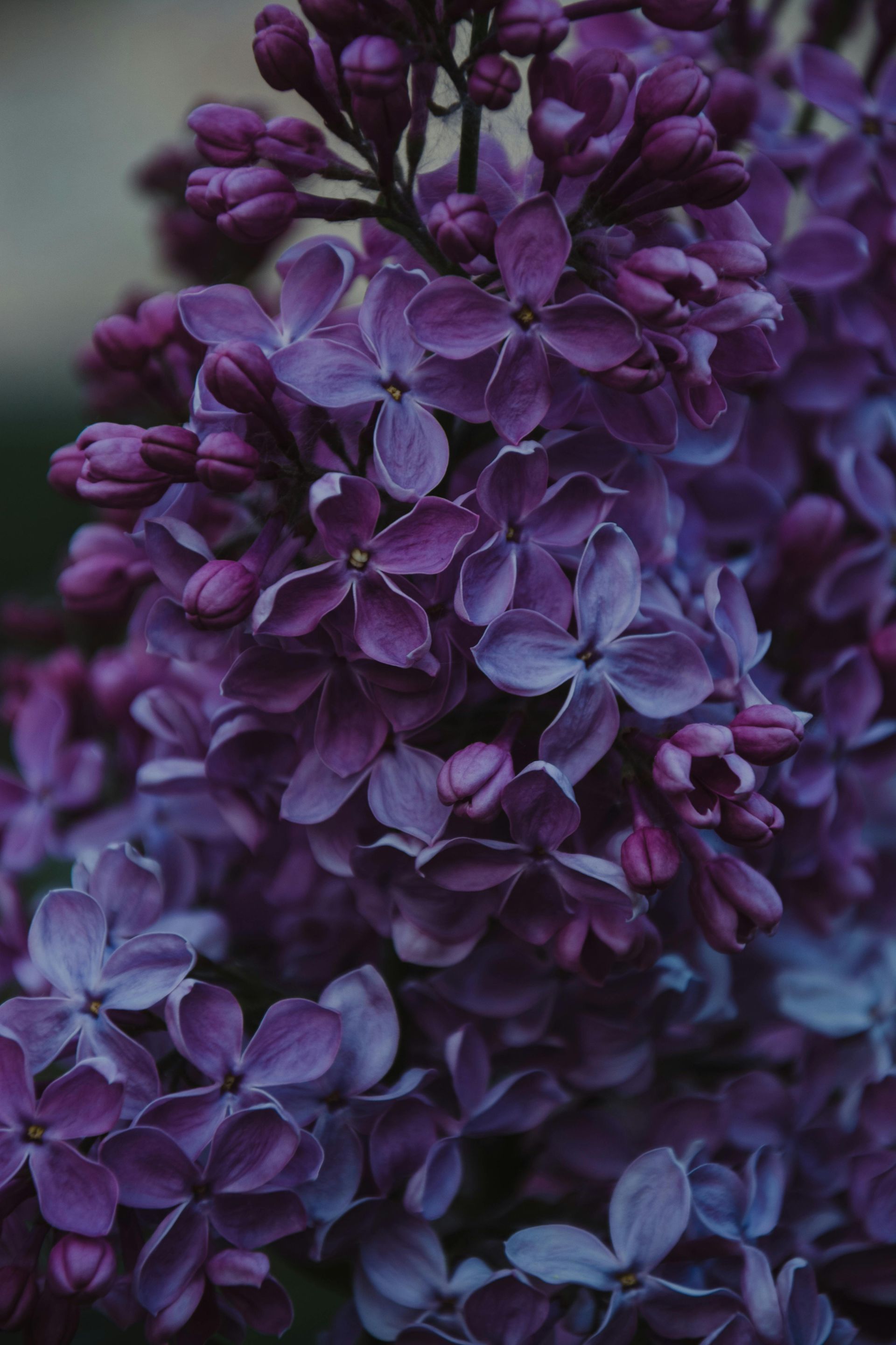 A close up of a bunch of purple flowers