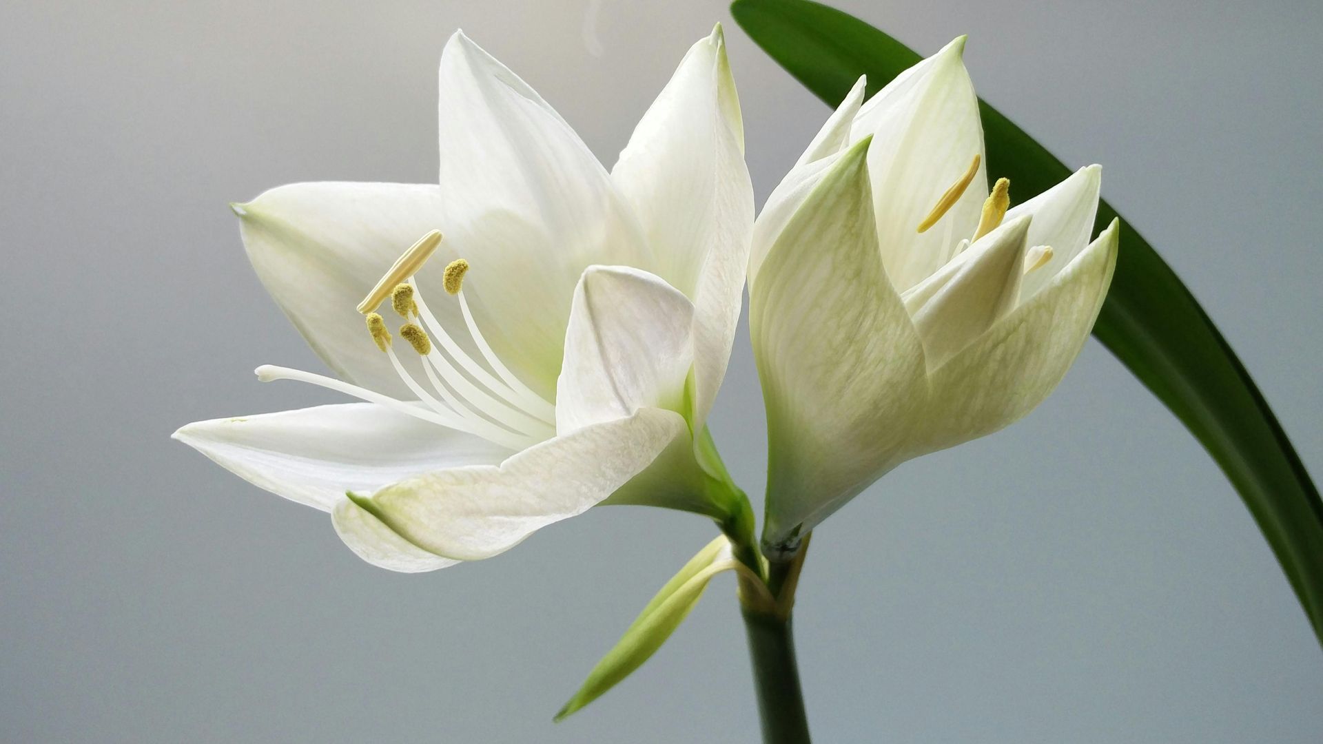 A close up of two white flowers with a green stem