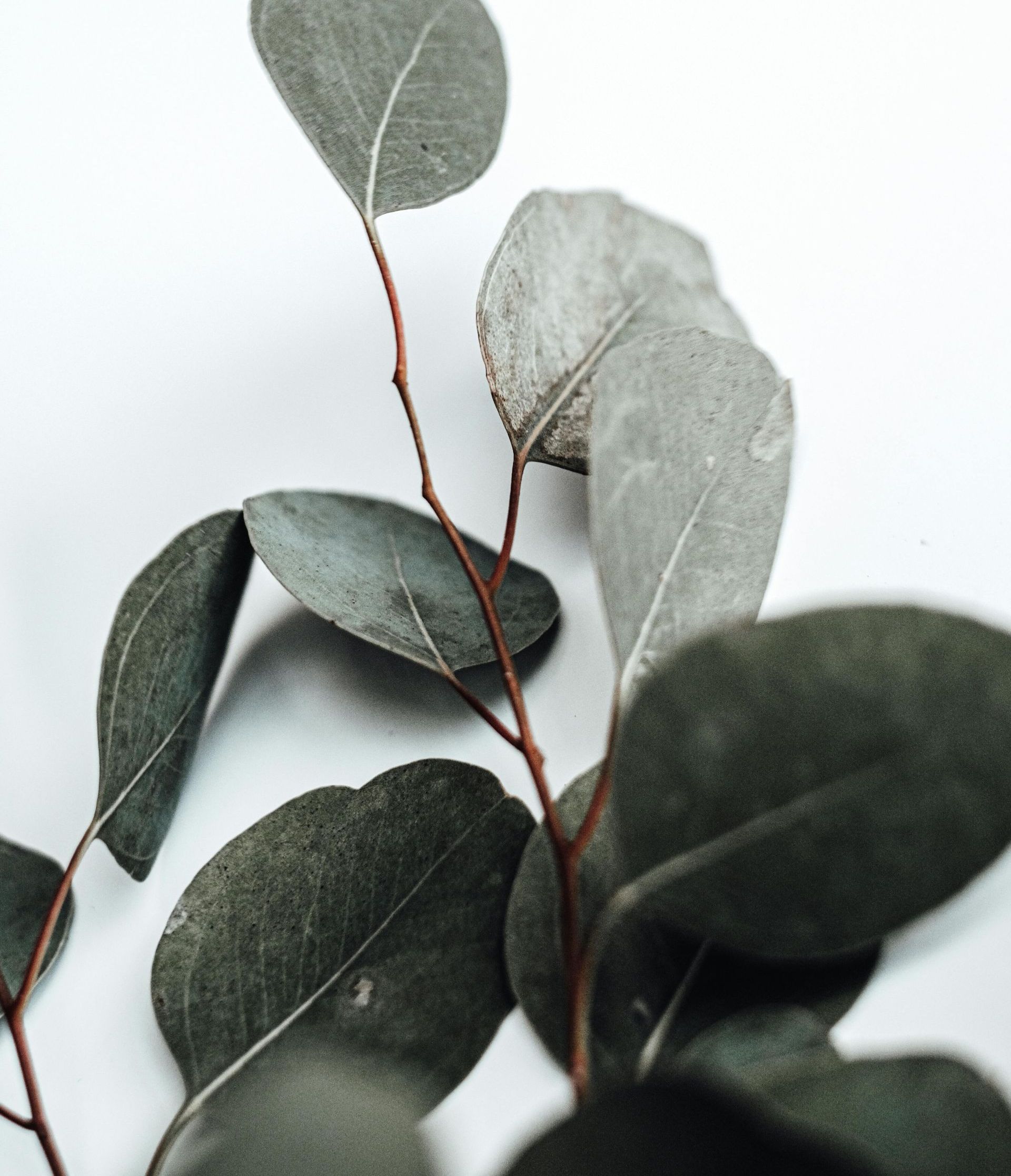 A close up of a plant with leaves on a white background