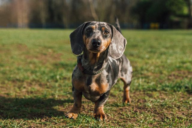 Miniature Dachshund Milow KC Registered
