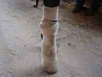 Close up of Horse Leg with Bandage — St. Michael, MN — Wind-N-Wood Farm