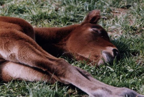 A brown horse is laying down in the grass.