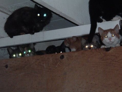 A group of cats sitting on top of a wooden box