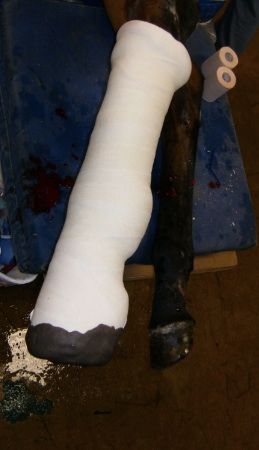 Mulan with Cast — St. Michael, MN — Wind-N-Wood Farm