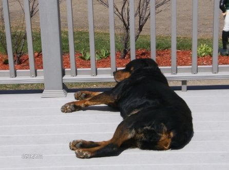 A black and brown dog laying on a white deck