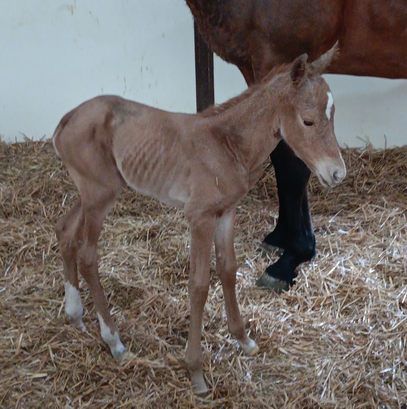 A baby donkey standing next to a brown horse