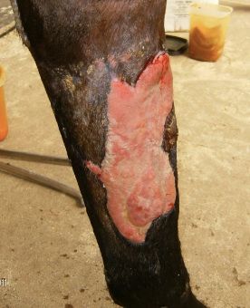 Injured Horse — St. Michael, MN — Wind-N-Wood Farm