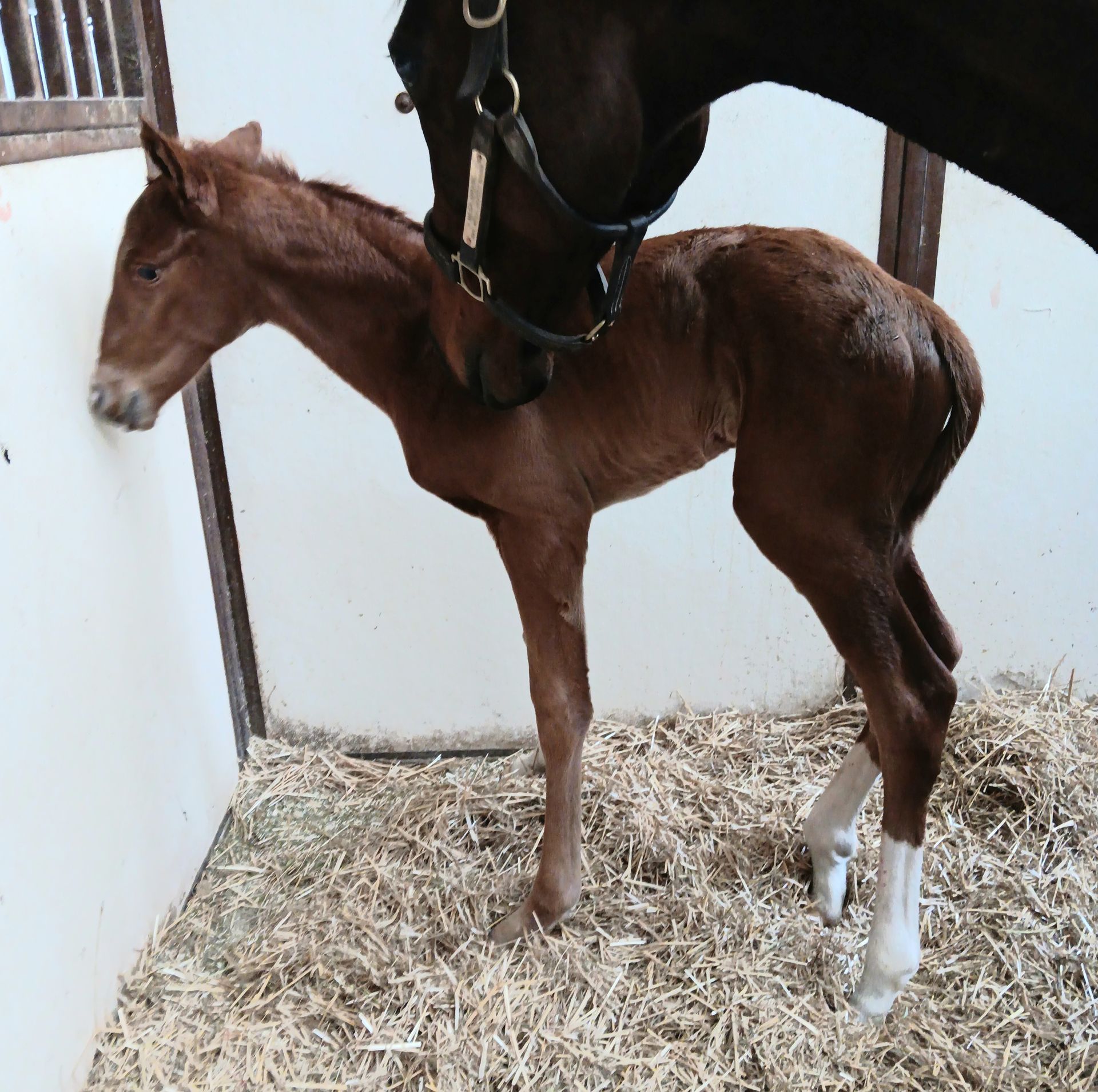 A brown foal standing next to a black horse in a stable