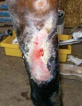 Injured Mulan — St. Michael, MN — Wind-N-Wood Farm