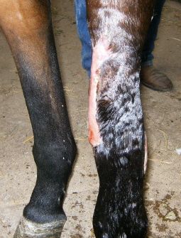 Mulan — St. Michael, MN — Wind-N-Wood Farm