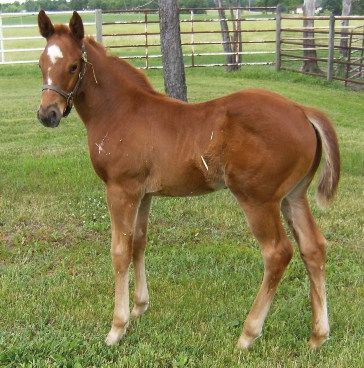 A brown horse with a white spot on its head is standing in the grass