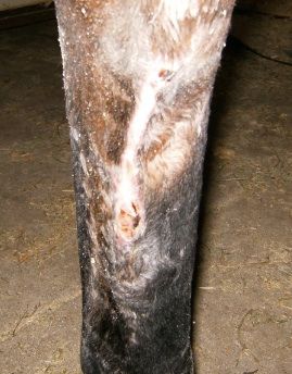 Horse Leg — St. Michael, MN — Wind-N-Wood Farm