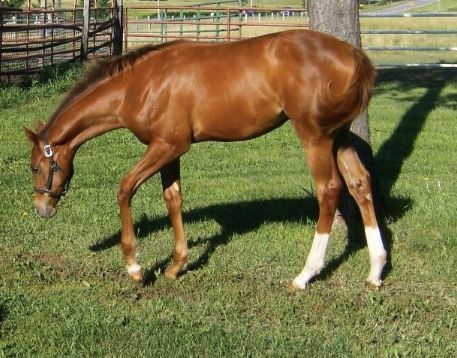 A brown horse standing in a grassy field