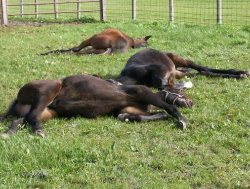 Three horses laying on their backs in a grassy field
