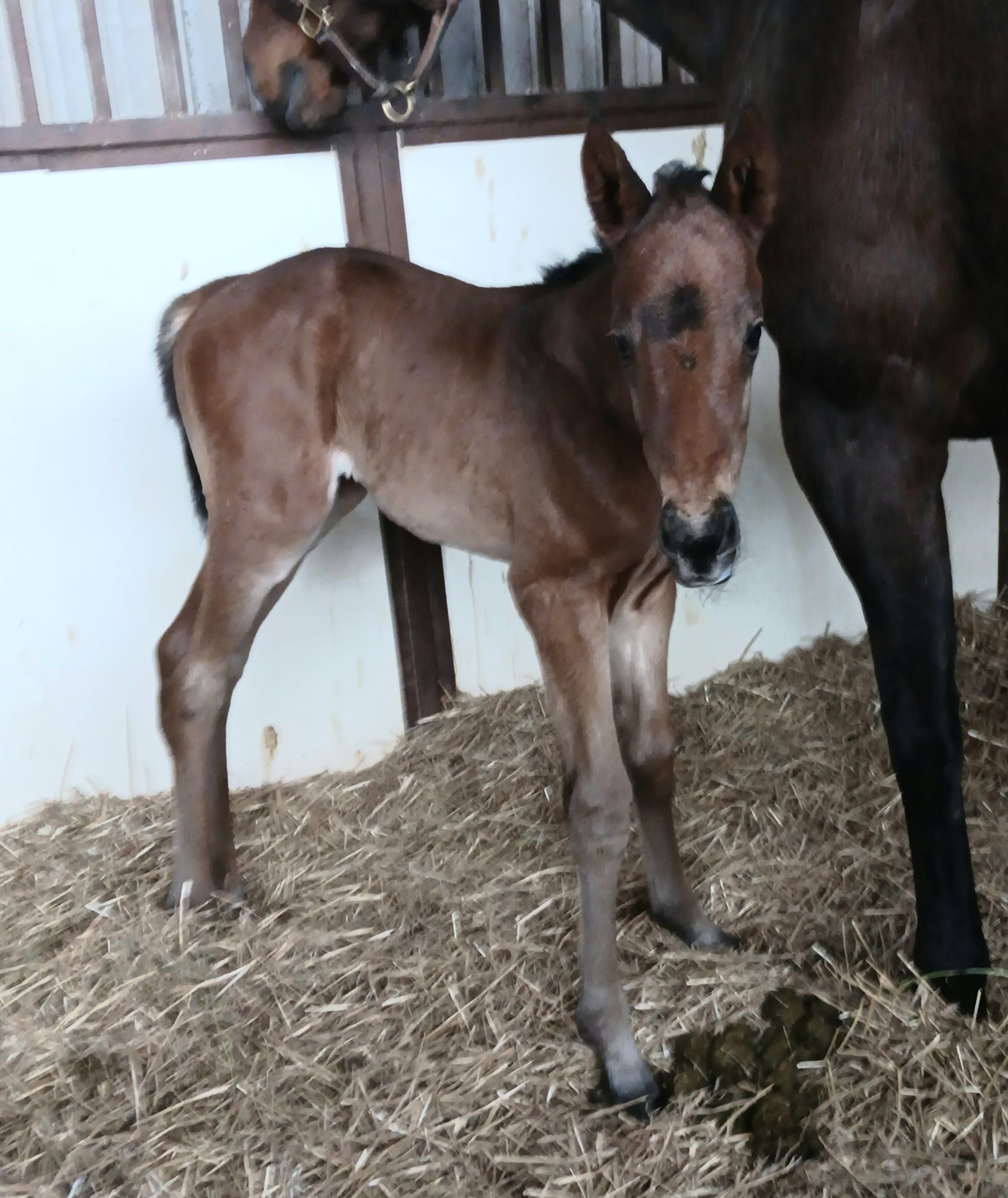 A brown foal standing next to a white horse