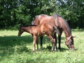 A horse and a foal are grazing in a grassy field.