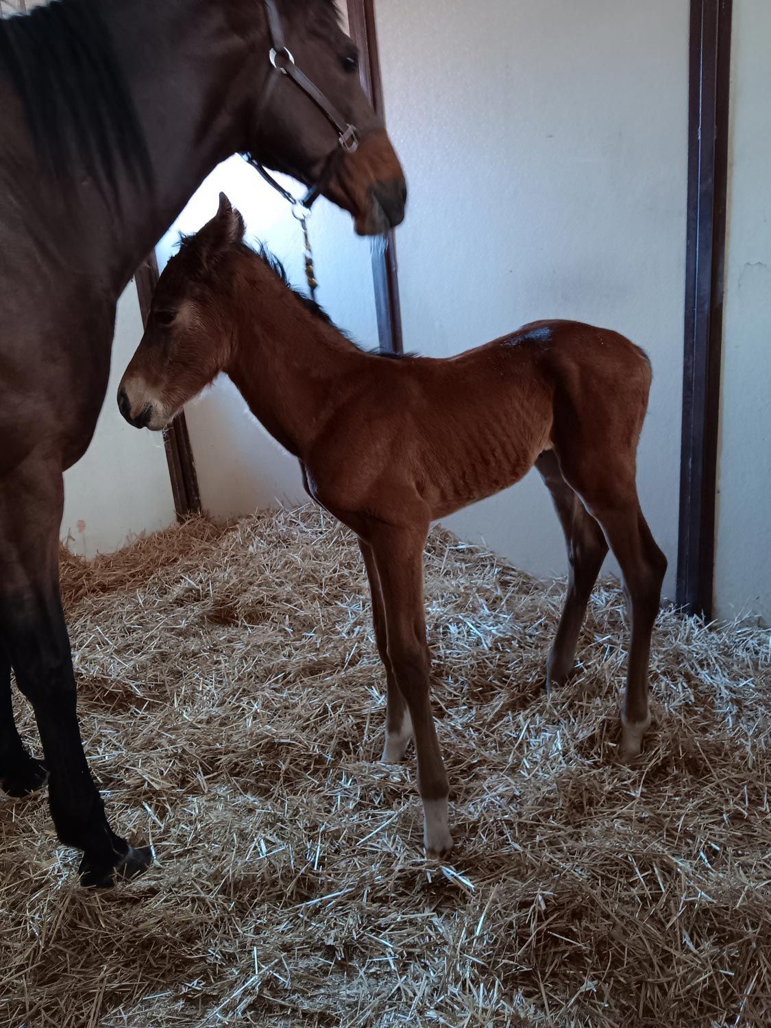 Quarter Horse Colt born 4/15/26