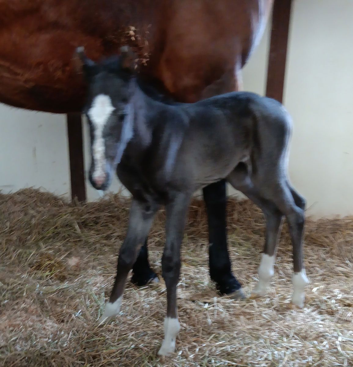 A baby horse is standing next to a brown horse