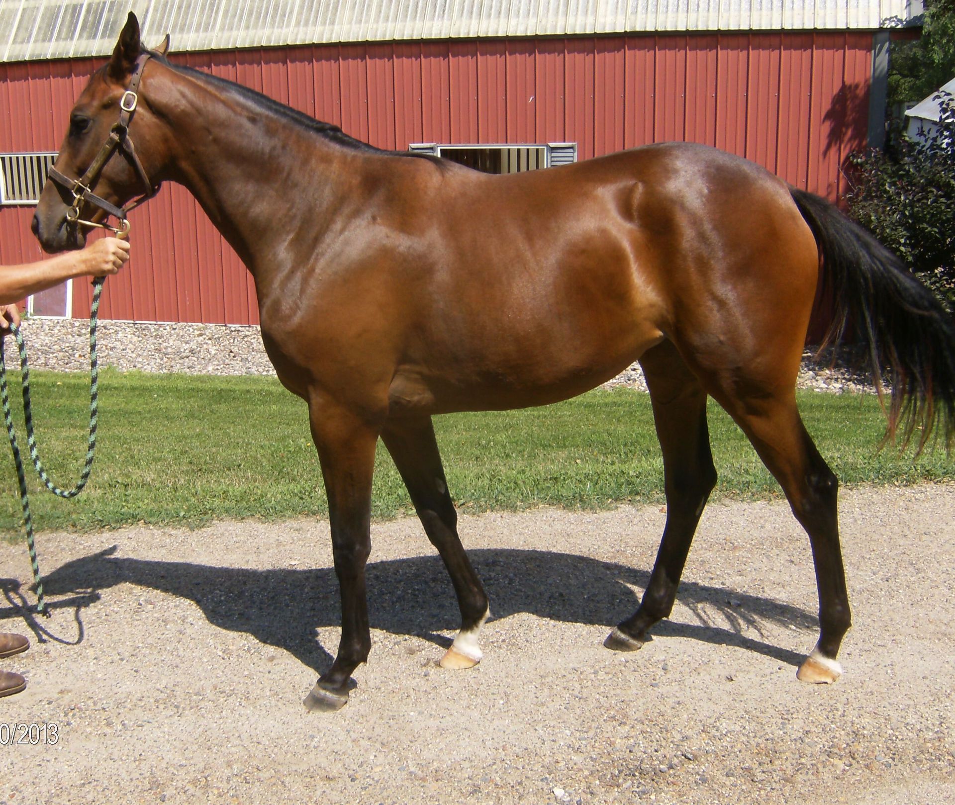 Man Standing Next to a Brown Horse in the Snow — St. Michael, MN — Wind-N-Wood Farm