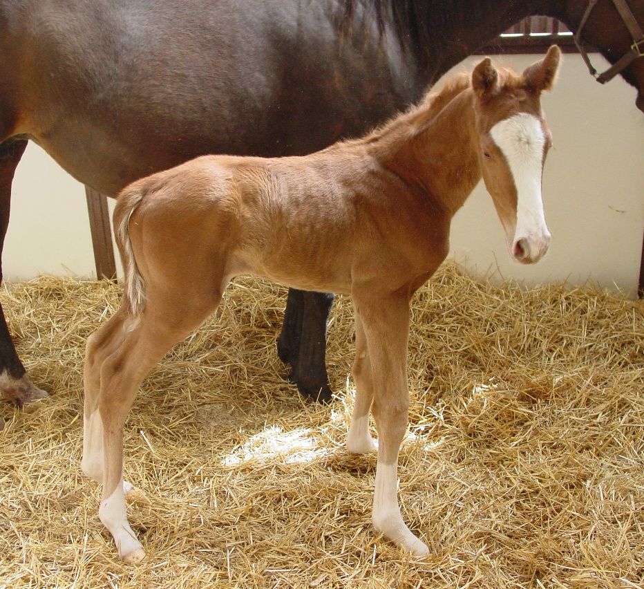 Brown with White Mark Foal — St. Michael, MN — Wind-N-Wood Farm