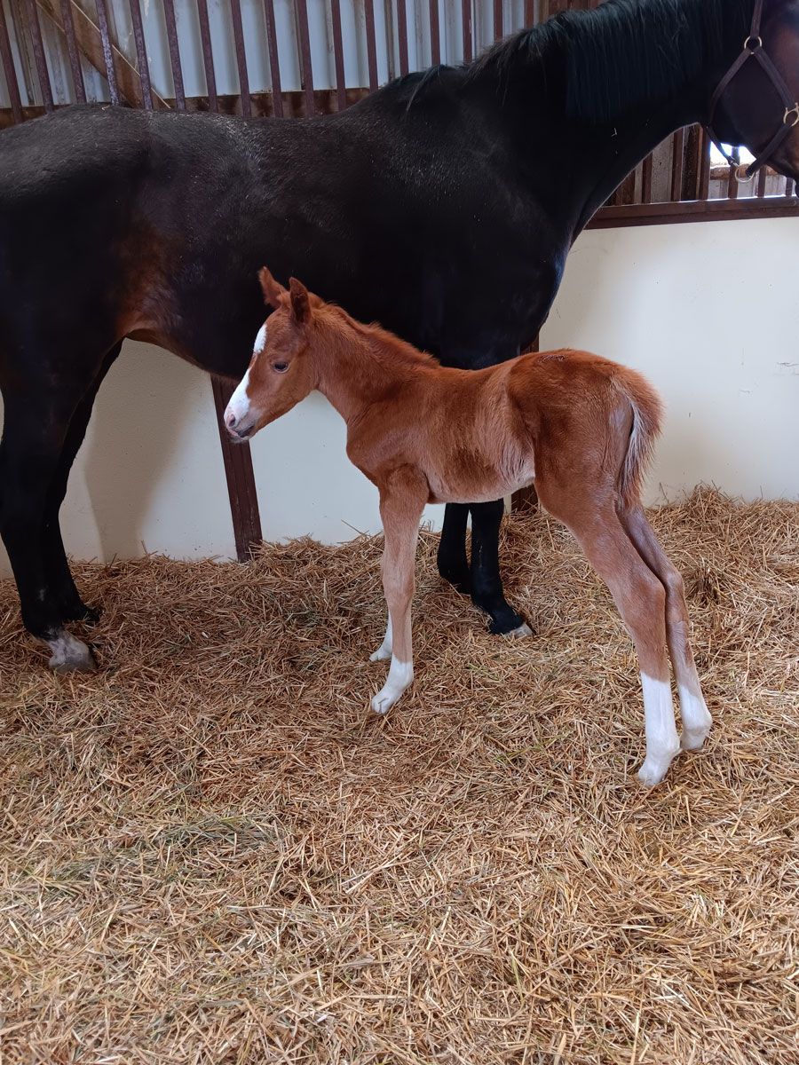 A brown foal standing next to a black horse